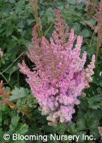 Astilbe chinensis 'Pumila'